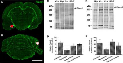 Infection Augments Expression of Mechanosensing Piezo1 Channels in Amyloid Plaque-Reactive Astrocytes